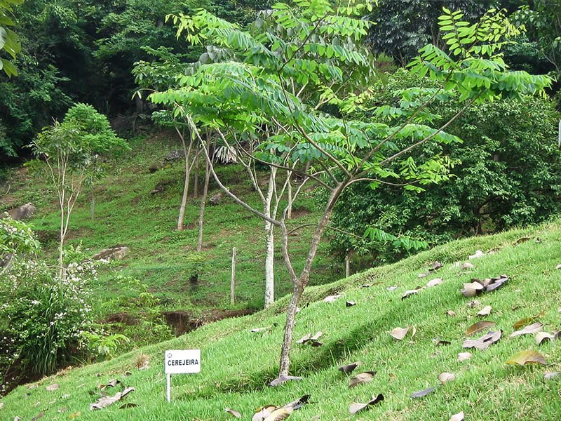 Floresta Viva